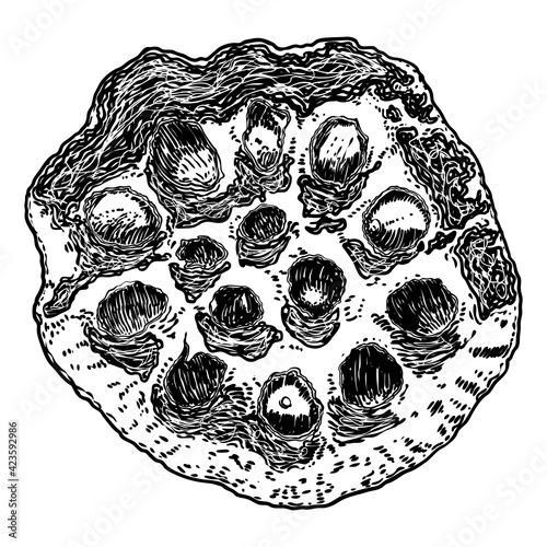 Lotus seeds pod drawing. Dry water lily box seeds. Vector.