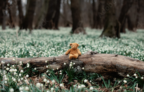 teddy bear on meadow of snowdrops in a forest