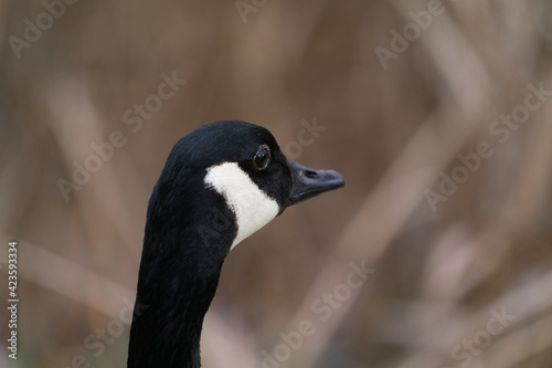 the portrait of a Canada Goose
