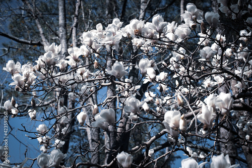 Magnolia in bloom