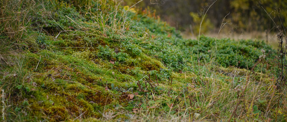 Panoramic shot of grass and plants on ground in forest Panoramic shot of grass and plants on ground in forest