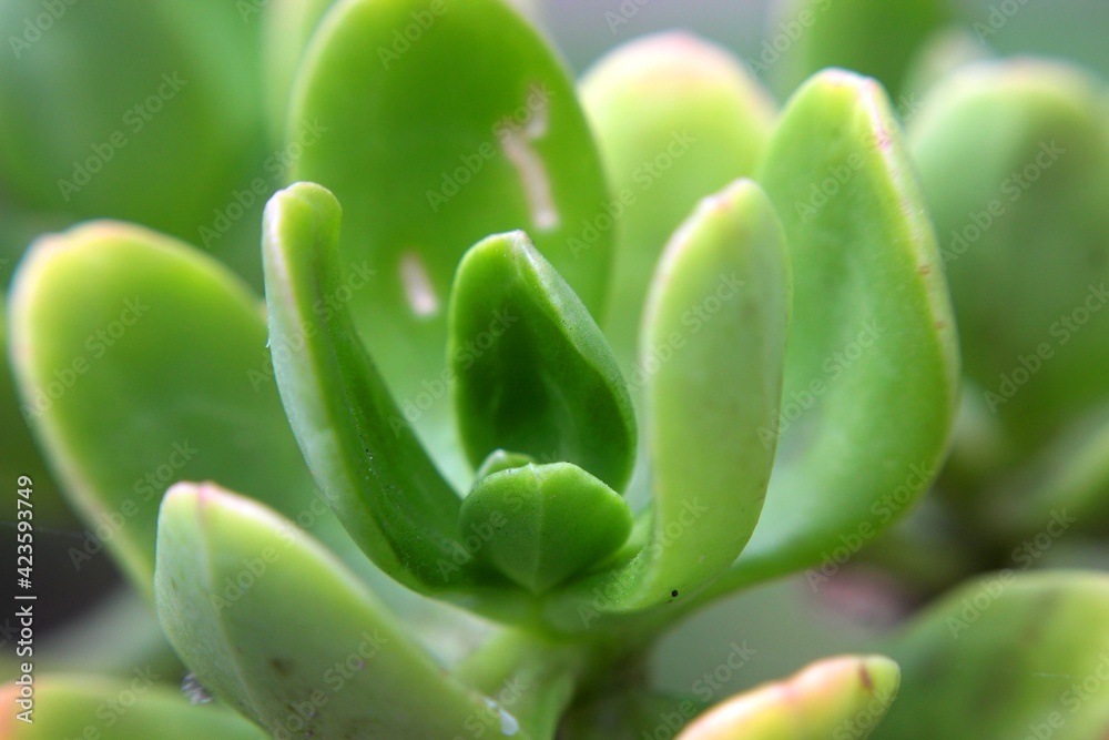 close up of a plant
