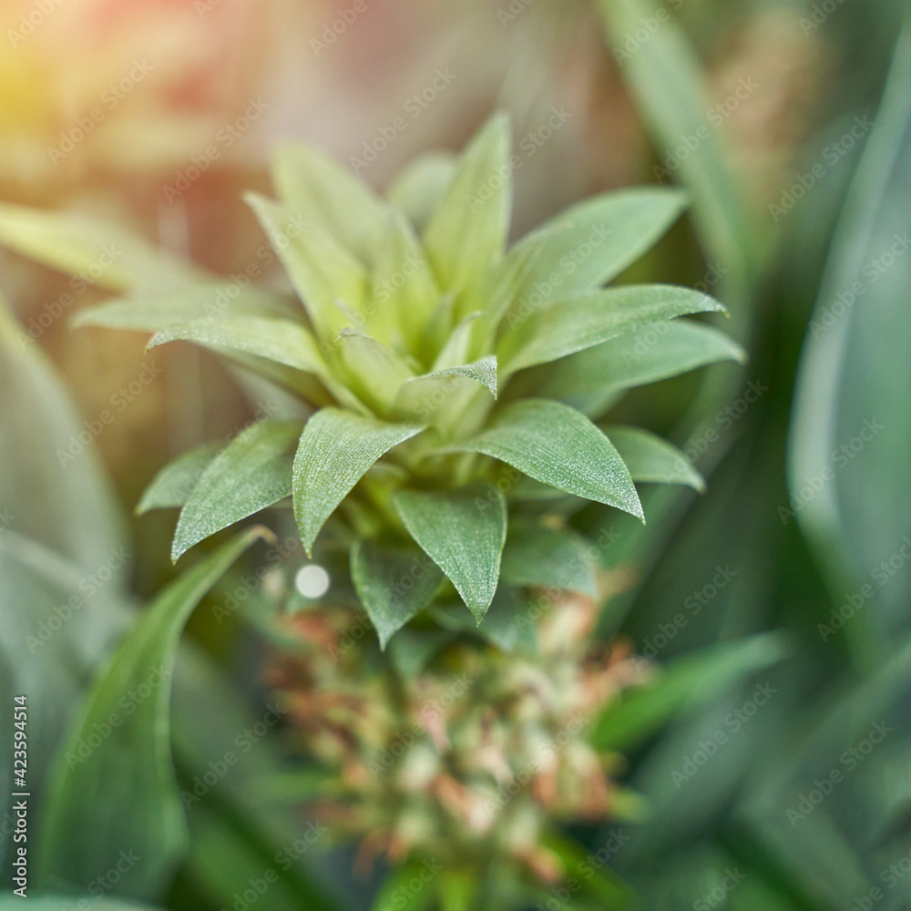 Home pineapple. Mini grow queensland plant. Tree farm field. Nature ecology food. Sweet fruit harvest. Thailang argiculture concept. Home garden Home pineapple. Mini grow queensland plant. Tree farm field. Nature ecology food. Sweet fruit harvest. Thailang argiculture concept. Home garden