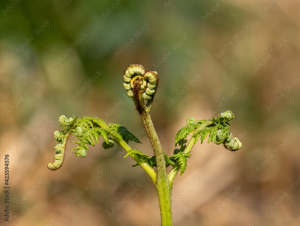 Common Bracken Frond Unfurling Common Bracken Frond Unfurling