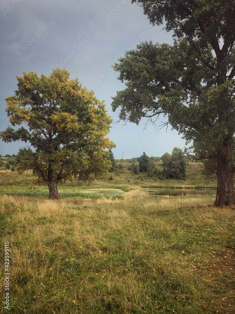 tree in the field