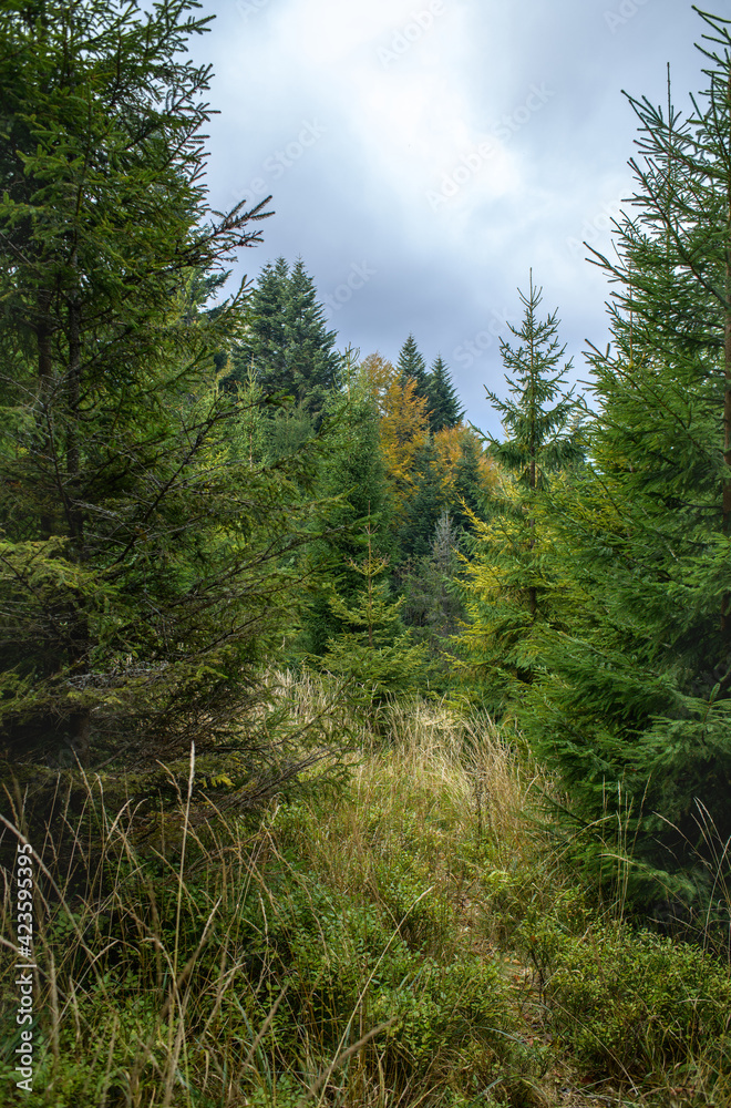 Scenic view of grass and spruce trees in mountains 