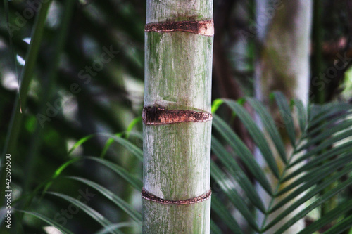 Closeup view of Royal palm tree Stem.
