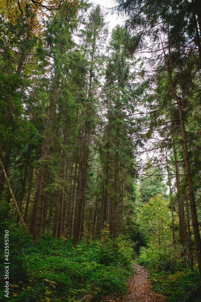 Footpath between spruce trees and plants in forest 