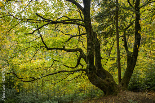 Fototapeta Naklejka Na Ścianę i Meble -  Autumn tree on hill in mountain forest 