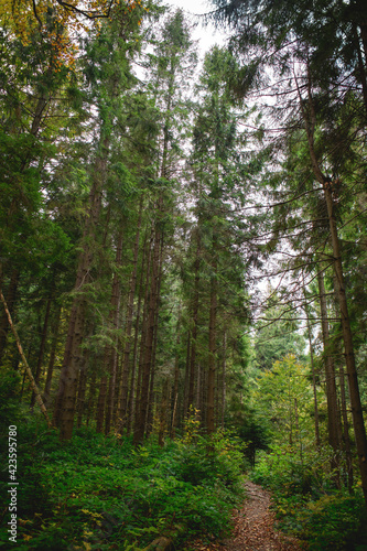 Footpath between spruce trees and plants in forest © Dmytro Hai