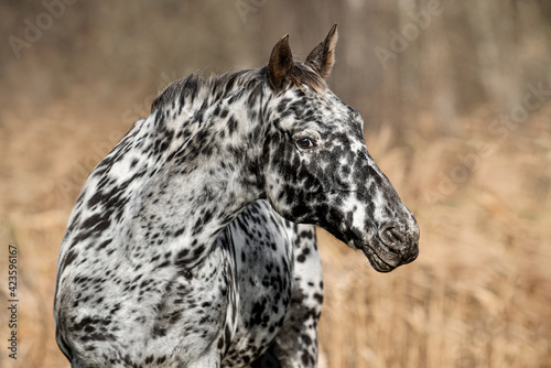 Portrait of beautiful Knabstrupper breed horse