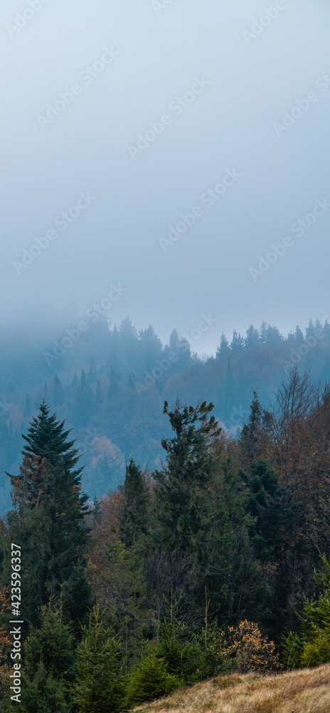 Spruce trees on hill in mountains with misty forest at background, vertical 
