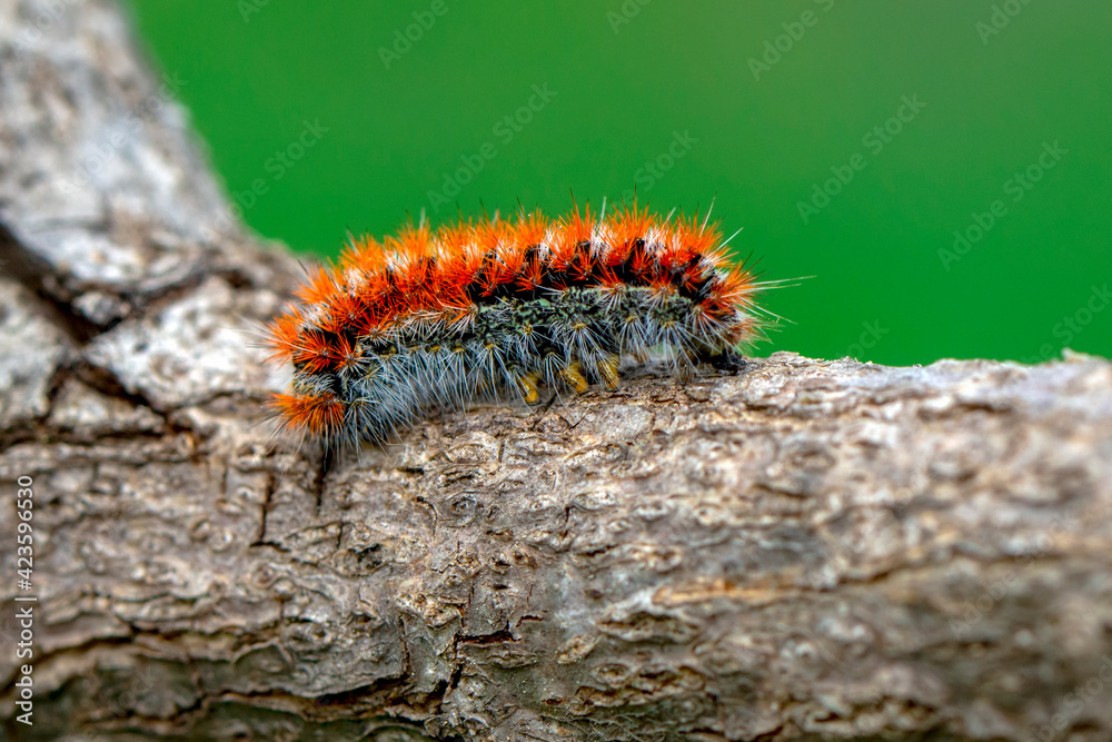 Macro shots, Beautiful nature scene. Close up beautiful caterpillar of butterfly Macro shots, Beautiful nature scene. Close up beautiful caterpillar of butterfly