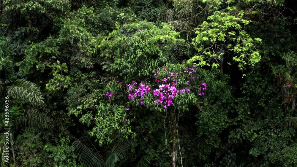 Aerial view of the canopy in a rainforest of which a tree is infested with a hemiparasitic plant that has beautiful purple colored flowers Aerial view of the canopy in a rainforest of which a tree is infested with a hemiparasitic plant that has beautiful purple colored flowers