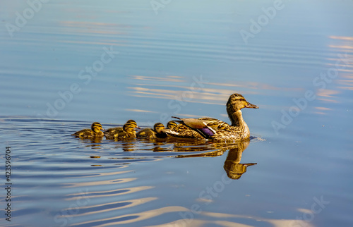A duck with a brood of ducklings on the Neva River.