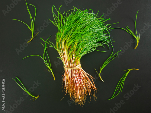Obraz na plátně Bunch of fresh agretti (salsola soda) on black background