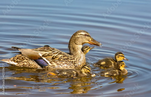 A duck with a brood of ducklings on the Neva River.