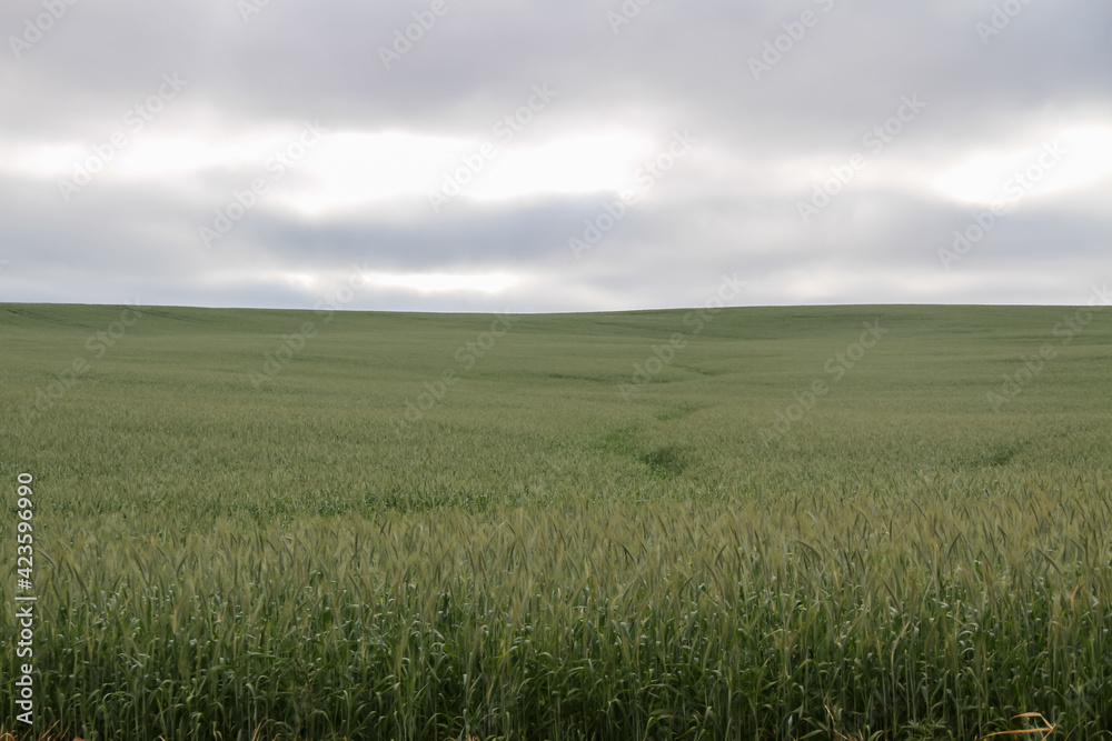 Huge field of green wheat plantation in the state of Parana, Brazil, on a cloudy sky day.