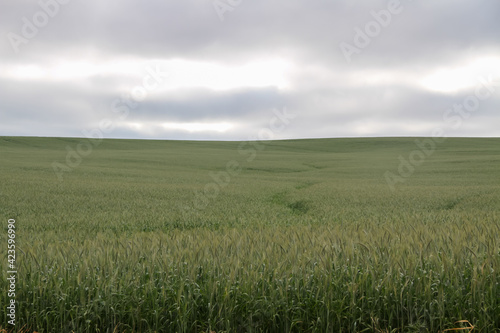 Huge field of green wheat plantation in the state of Parana  Brazil  on a cloudy sky day.