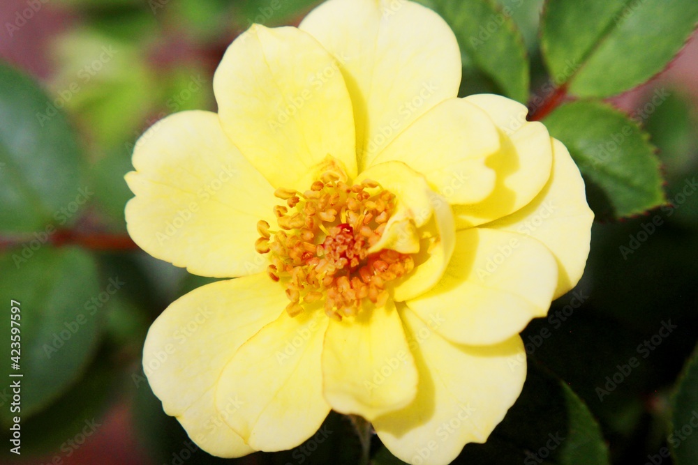 Obraz premium beautiful yellow rose