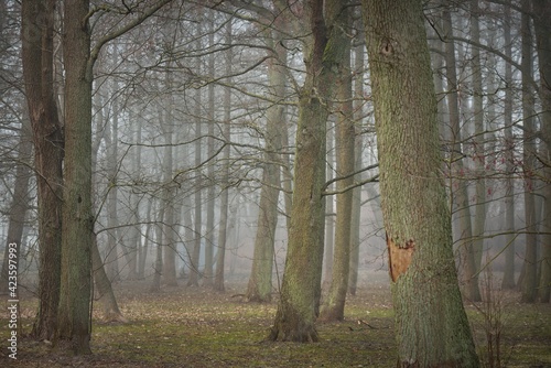 Mighty deciduous beech trees in a thick fog. Dark tree silhouettes. Public city park, forest. Spring landscape. Nature, ecotourism, ecology, environmental conservation, landscaping photo