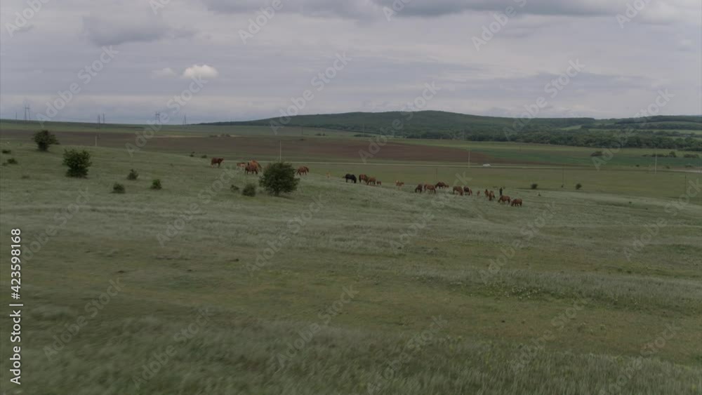 A small herd of horses on a cloudy day, framed with a drone