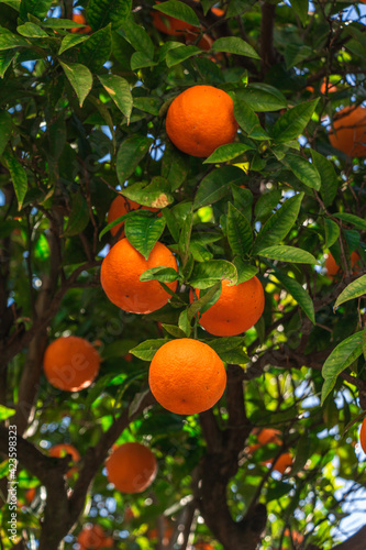 Underneath an orange tree filled with oranges