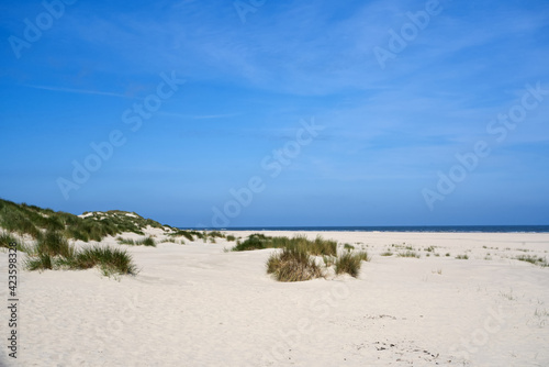 Dünen am Strand mit Dünengras auf der Insel Baltrum