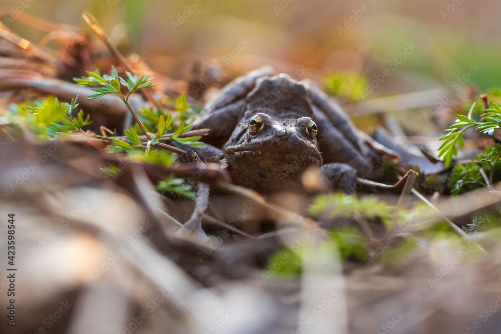 Beautiful frog Common Frog - Rana arvalis sitting in a leaf. The frog has distinctive eyes. Beautiful frog Common Frog - Rana arvalis sitting in a leaf. The frog has distinctive eyes.