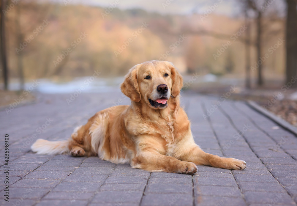portrait of Golden retriever dog sitting on the road in the forest in spring and autumn portrait of Golden retriever dog sitting on the road in the forest in spring and autumn