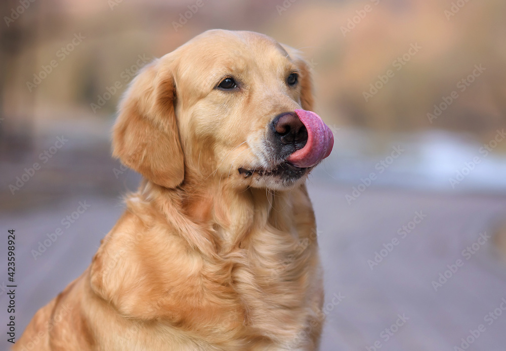 portrait of a golden retriever dog licking its nose with its tongue in the forest in spring and autumn