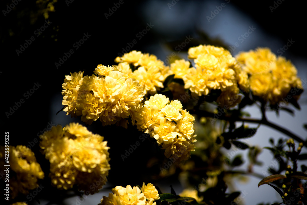 yellow small roses of lady banks at garden yellow small roses of lady banks at garden