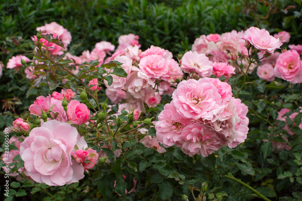 pink roses in garden