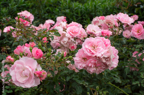 pink roses in garden © Adriano Vinagre