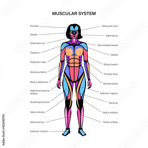 Human muscular system