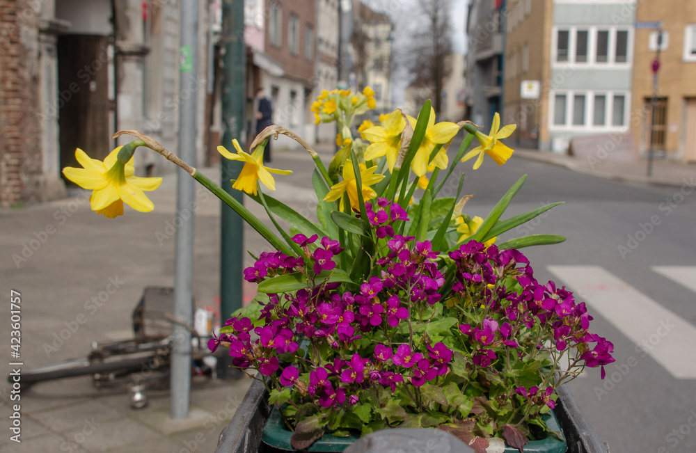 Fototapeta premium Blumenkästen in der Stadt. Im Frühling