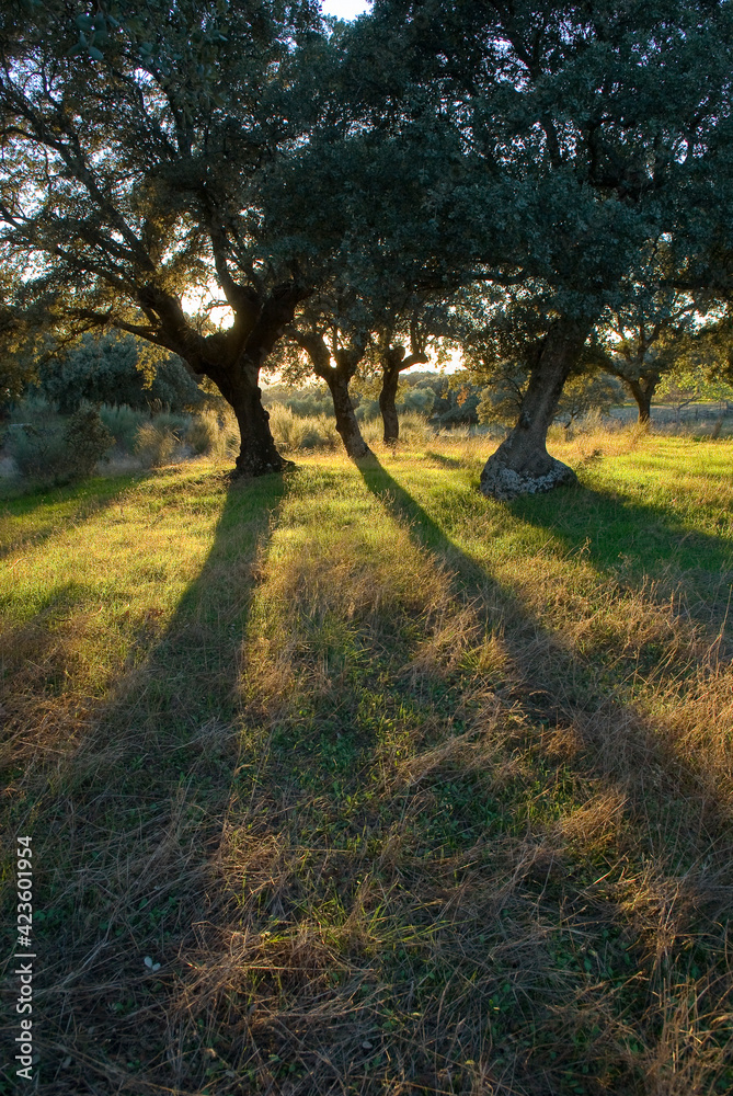 Fototapeta premium Three trees shed their shade as the sun sets