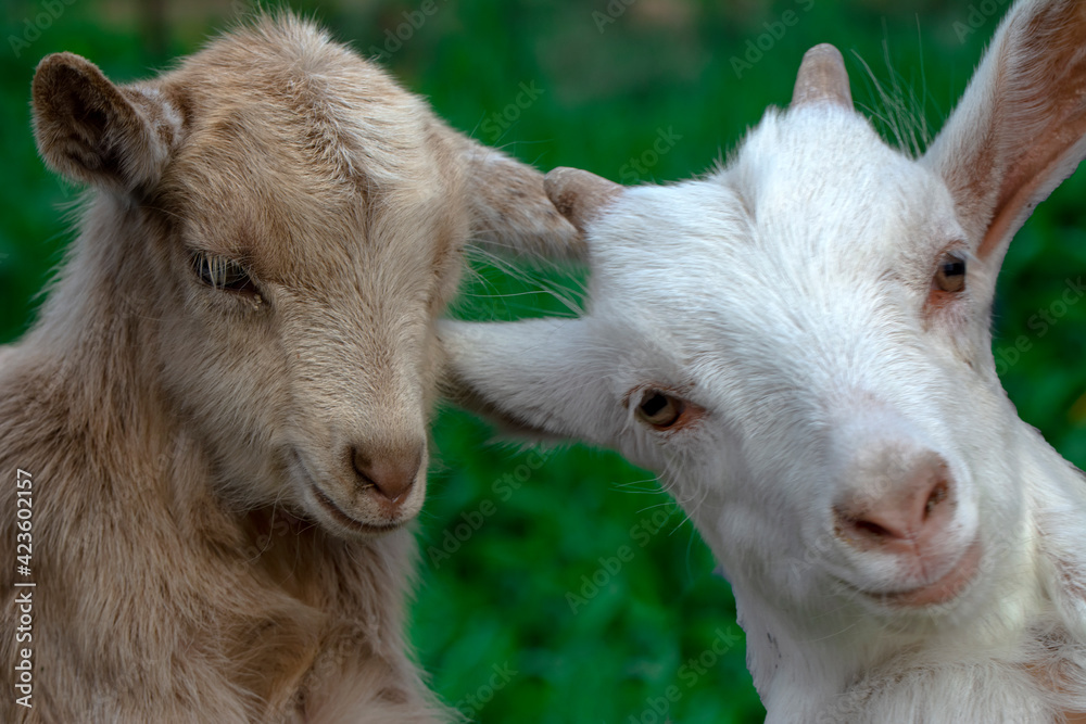 Beautiful goats grazing in the meadow Beautiful goats grazing in the meadow