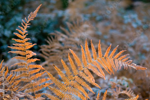 Ferns receive a ray of sun in the winter morning