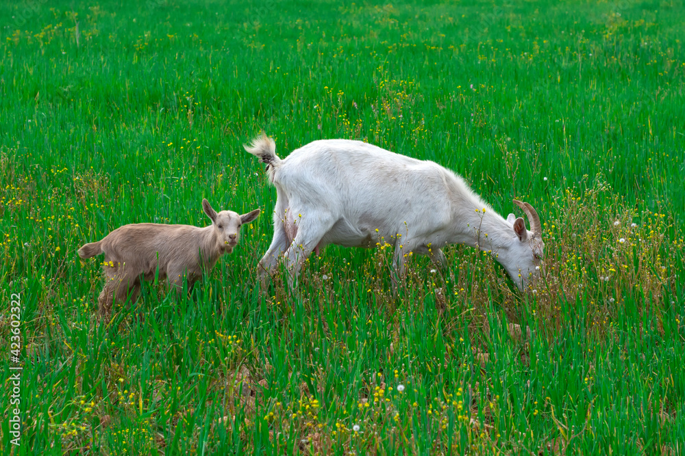 Beautiful goats grazing in the meadow Beautiful goats grazing in the meadow