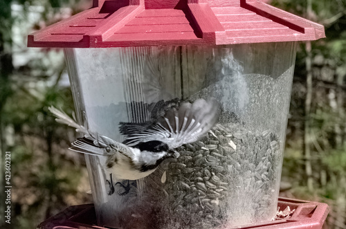 Obraz na płótnie gray bird flying to bird feeder