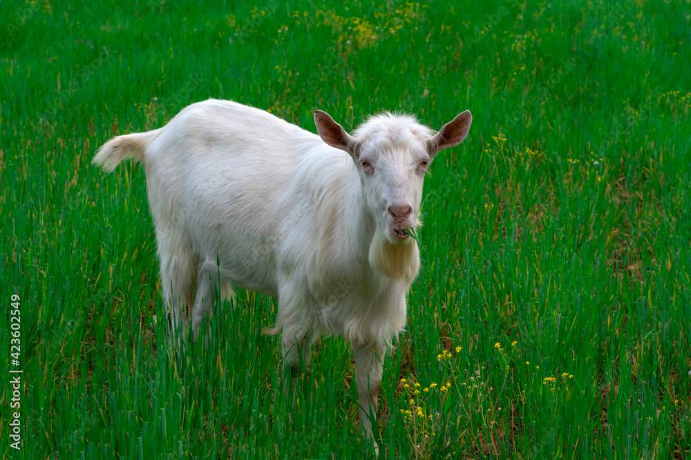 Fototapeta premium Beautiful goats grazing in the meadow