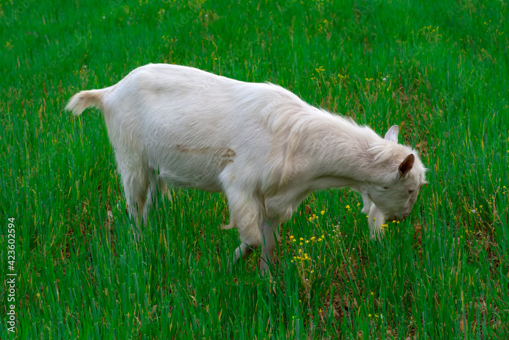 Beautiful goats grazing in the meadow Beautiful goats grazing in the meadow