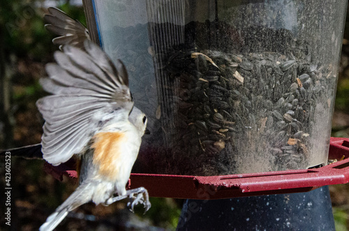 Bild auf Leinwand feeding birds in the feeder