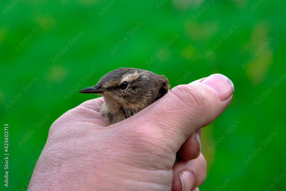 Fototapeta premium sparrow sitting in human`s hand, outdoors, toned photo