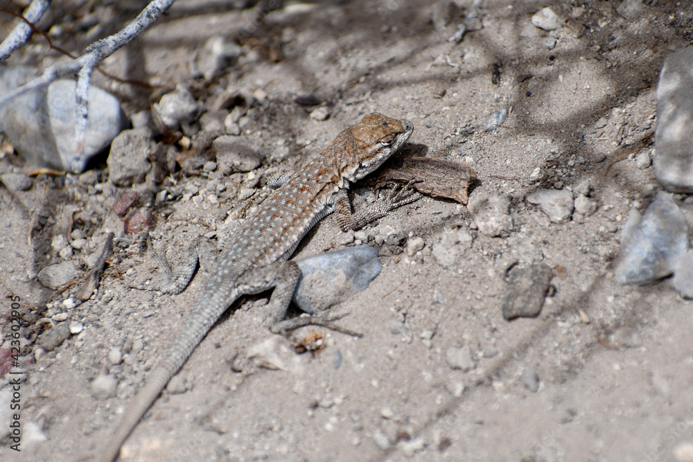 Side blotched Lizard