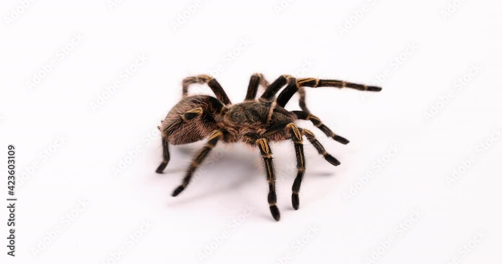 Tarantula spider walks in loop on white background showing face and back Tarantula spider walks in loop on white background showing face and back