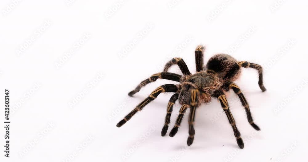 Tarantula spider walking on white background - wide shot Tarantula spider walking on white background - wide shot