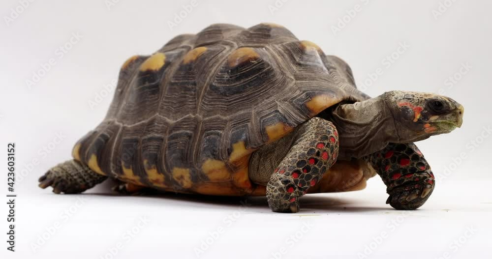 Red footed tortoise turns to show side profile - isolated on white background