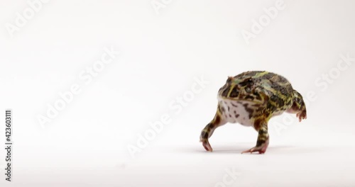 African Ornate Horned Frog hops towards camera - isolated on white background